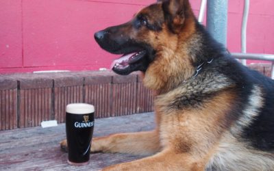 Wyjazd na szkolenie psów do Irlandii.